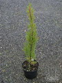 Italian Cypress